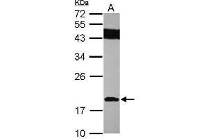 WB Image Sample (30 ug of whole cell lysate) A: IMR32 12% SDS PAGE antibody diluted at 1:1000 (SUMO2 anticorps)