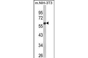 Western blot analysis of GDF10 Antibody in NIH-3T3 cell line lysates (35ug/lane) (GDF10 anticorps  (AA 317-344))