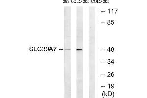 Western blot analysis of extracts from 293 cells and COLO cells, using SLC39A7 antibody. (SLC39A7 anticorps  (Internal Region))