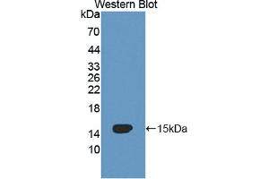 Figure. (OCEL1 anticorps  (AA 1-109))