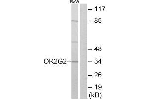 Western Blotting (WB) image for anti-Olfactory Receptor, Family 2, Subfamily G, Member 2 (OR2G2) (C-Term) antibody (ABIN1853208) (OR2G2 anticorps  (C-Term))