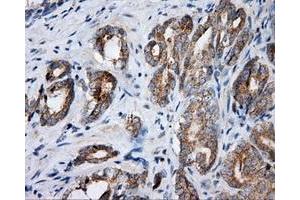 Immunohistochemistry (IHC) image for anti-Nucleotide Exchange Factor SIL1 (SIL1) antibody (ABIN1496811) (SIL1 anticorps)