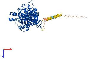 AlphaFold protein structure predicition of Human Recombinant HYAL4 Protein, UniprotID Q2M3T9