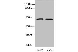 Western blot All lanes: GCM1antibody at 1. (GCM1 anticorps  (AA 207-436))
