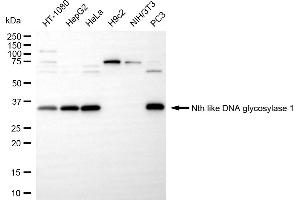 Western blotting analysis using nth like DNA glycosylase 1 antibody (ABIN7799628). (Recombinant Nth Endonuclease III-Like 1 (NTHL1) anticorps)