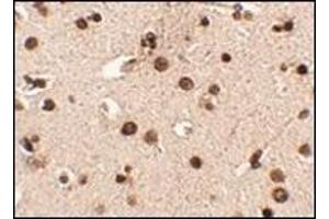 Immunohistochemistry of Rim3 in human brain tissue with this product at 2. (RIMS3 anticorps  (N-Term))
