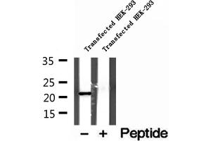 Western blot analysis of extracts of Transfected HEK-293 cells, using GPX7 antibody. (Glutathione Peroxidase 7 anticorps  (Internal Region))