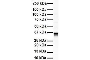 WB Suggested Anti-GAPDH antibody Titration: 1 ug/mL Sample Type: Human Raji