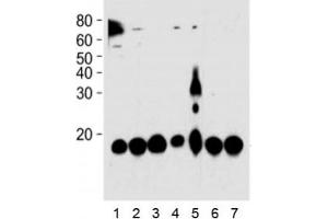 PIN1 antibody western blot analysis in 1) HeLa, 2) 293, 3) mouse NIH3T3, 4) rat PC-12, 5) COS-7 cell line, 6) mouse brain, and 7) rat brain tissue lysate.