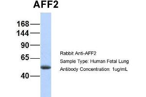 Hum. (AFF2 anticorps  (N-Term))
