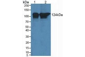 Figure. (POLD1 anticorps  (AA 41-254))