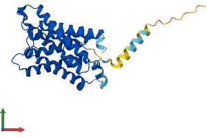 AlphaFold protein structure predicition of Human Recombinant AQP2 Protein, UniprotID P41181