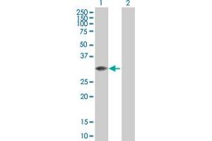 Western Blot analysis of MLF2 expression in transfected 293T cell line by MLF2 MaxPab polyclonal antibody. (MLF2 anticorps  (AA 1-248))