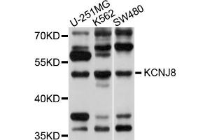 Western blot analysis of extracts of various cell lines, using KCNJ8 antibody (ABIN5998036) at 1/1000 dilution. (KCNJ8 anticorps)