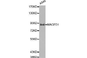 Western blot analysis of A549 cell lysate using MAGED1 antibody. (MAGED1 anticorps  (AA 635-834))