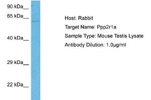 Host: Mouse Target Name: PPP2R1A Sample Tissue: Mouse Testis Antibody Dilution: 1ug/ml (PPP2R1A anticorps  (N-Term))