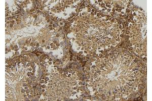 ABIN6277355 at 1/100 staining Mouse testis tissue by IHC-P.
