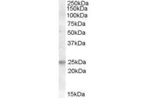 Image no. 1 for anti-Fas Apoptotic Inhibitory Molecule (FAIM) (Internal Region) antibody (ABIN375120) (FAIM anticorps  (Internal Region))
