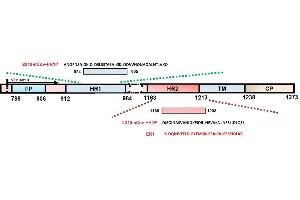Schematic representation of HCoV S protein. (SARS-CoV-2 Spike peptide (Cy5))