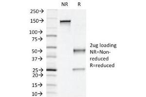 SDS-PAGE Analysis of Purified, BSA-Free Napsin A Antibody (clone NAPSA/1239). (NAPSA anticorps)