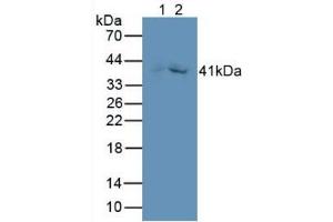 Figure. (GDF3 anticorps  (AA 251-364))