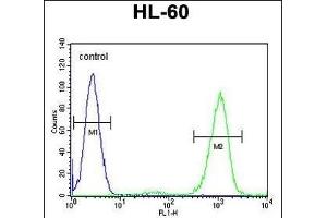 ADA Antibody (C-term) (ABIN655597 and ABIN2845082) flow cytometric analysis of HL-60 cells (right histogram) compared to a negative control cell (left histogram). (ADA anticorps  (C-Term))