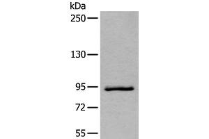 ZBTB10 anticorps