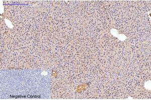 Immunohistochemical analysis of paraffin-embedded mouse liver tissue. (Fibronectin anticorps)
