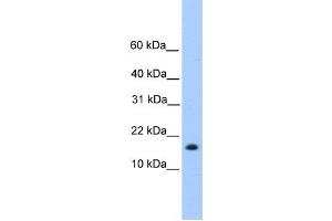 Western Blotting (WB) image for anti-Centromere Protein W (CENPW) antibody (ABIN2459750) (CENPW anticorps)