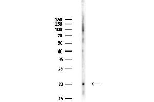 Western blot analysis of lysates from Hela cells(UV,30 min treatment), using FAM162B Antibody at 1/1000 dilution. (FAM162B anticorps)