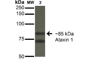 Western Blot analysis of Monkey COS-1 cells transfected with Ataxin- 1 showing detection of ~85 kDa Ataxin 1 protein using Mouse Anti-Ataxin 1 Monoclonal Antibody, Clone S76-8 . (Ataxin 1 anticorps  (AA 164-197) (Atto 488))