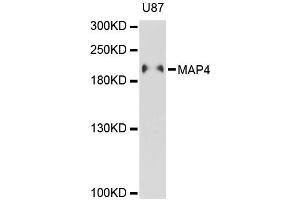 Western blot analysis of extracts of U-87MG cells, using MAP4 antibody (ABIN5996352) at 1:3000 dilution.