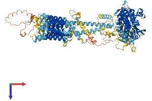 AlphaFold protein structure predicition of Mouse Recombinant Adcy7 Protein, UniprotID P51829