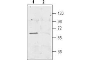 Western blot analysis of rat brain membranes: - 1. (SLC1A1 anticorps  (C-Term, Intracellular))
