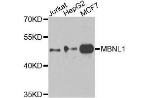 Western blot analysis of extracts of various cell lines, using MBNL1 antibody. (MBNL1 anticorps  (AA 1-382))