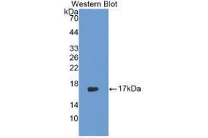 Western blot analysis of recombinant Rabbit IL17. (IL-17 anticorps  (AA 21-153))