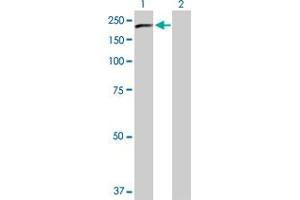 Western Blot analysis of PLCG2 expression in transfected 293T cell line by PLCG2 MaxPab polyclonal antibody.