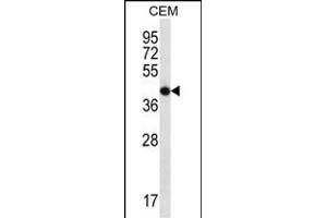 OR7G2 Antibody (C-term) (ABIN657257 and ABIN2846354) western blot analysis in CEM cell line lysates (35 μg/lane). (OR7G2 anticorps  (C-Term))