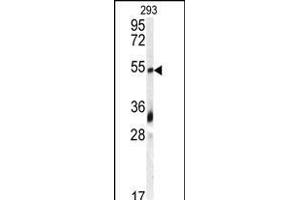 Western blot analysis of anti-GDF10 Antibody (N-term) (ABIN388813 and ABIN2839131) in 293 cell line lysates (35 μg/lane). (GDF10 anticorps  (N-Term))