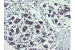 Image no. 8 for anti-TSC22 Domain Family, Member 1 (TSC22D1) antibody (ABIN1501540) (TSC22D1 anticorps)