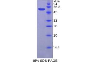 SDS-PAGE analysis of Mouse Granzyme D Protein. (Granzyme D Protein (GZMD))