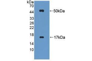 Western blot analysis of recombinant Mouse FGL2.