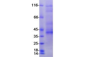 Validation with Western Blot (CD33 Protein (CD33) (Transcript Variant 2) (Myc-DYKDDDDK Tag))