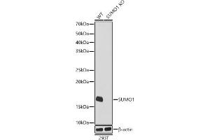 Western blot analysis of extracts from wild type(WT) and SUMO1 knockout (KO) 293T cells, using SUMO1 antibody  at 1:1000 dilution. (SUMO1 anticorps)