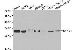Western blot analysis of extracts of various cell lines, using SRSF1 antibody (ABIN5970815) at 1/1000 dilution.