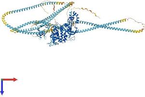 AlphaFold protein structure predicition of Mouse Recombinant Rock2 Protein, UniprotID P70336