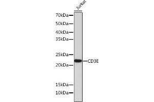 Western blot analysis of extracts of Jurkat cells, using CD3E antibody (ABIN7266185) at 1:1000 dilution. (CD3 epsilon anticorps)