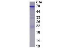 Image no. 1 for Secreted phosphoprotein 1 (SPP1) (AA 17-317) (Active) protein (His tag) (ABIN6239750)