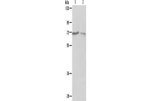 Western Blotting (WB) image for anti-Protein-tyrosine Phosphatase 1C (PTPN6) antibody (ABIN2422132) (SHP1 anticorps)