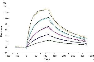 Human IL-5 R alpha, His Tag immobilized on CM5 Chip can bind Biotinylated Human IL-5, His-Avi Tag with an affinity constant of 7.